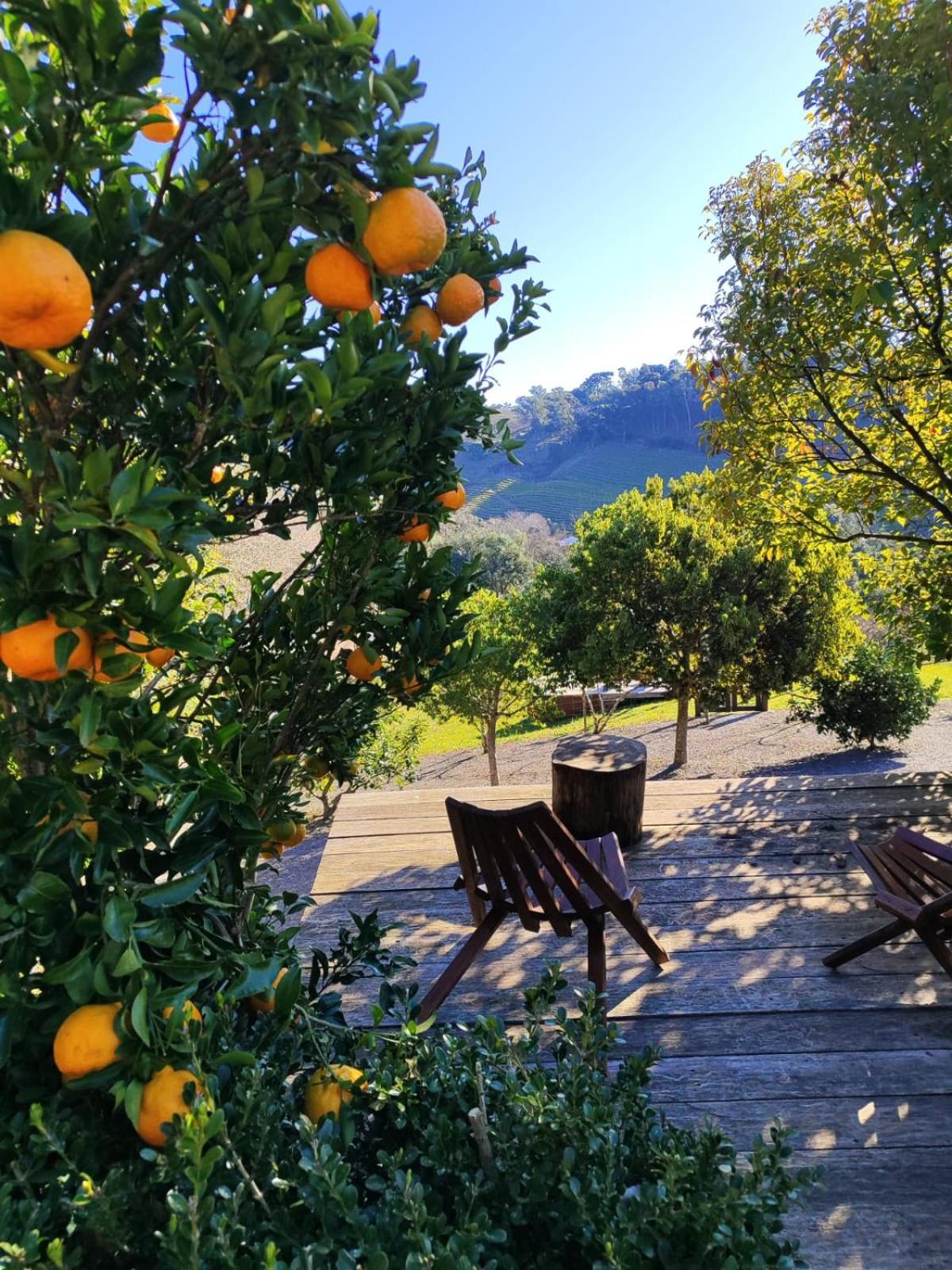 Casa Na Arvore Com Hidro, Piscina, Trilha, Cavalo Bento Gonçalves Esterno foto